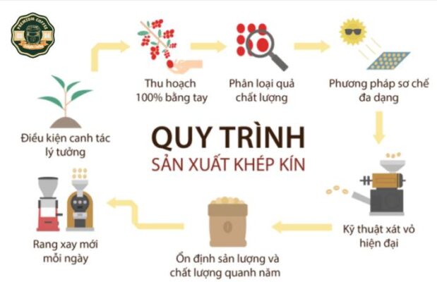 quy trình sản xuất hạt cà phê robusta